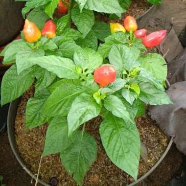 Jual tanaman cabai paprika - pohon cabai paprika _