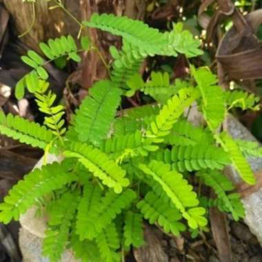 Tanaman hias daun saga - pohon herbal - tanaman herbal daun saga
