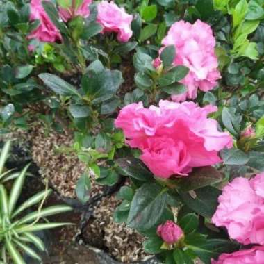 Pusat tanaman hias bunga azalea pink