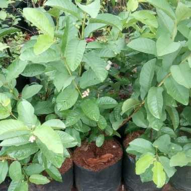 Pohon Jambu Crystal//Bibit Jambu Kristal