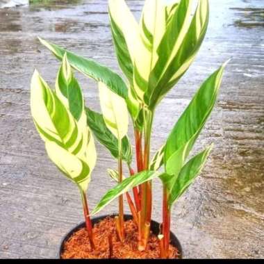 Heliconia Varigata | Pisangan putih | tanaman heliconia | pisang