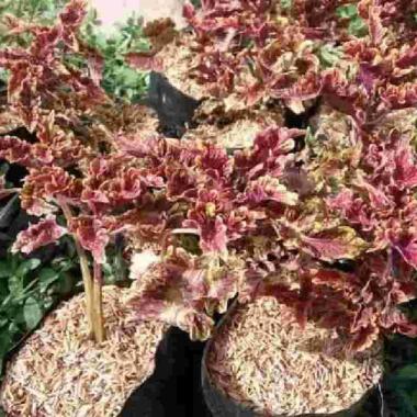 Tanaman Hias Miyana Ekor Naga - Miana Merah Batik