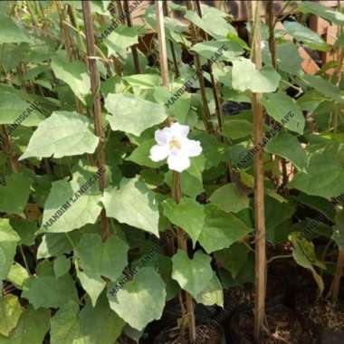 Tanaman Hias Rambat Thunbergia Bunga Putih