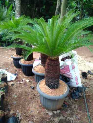 Tanaman hias sikas | pohon sikas | palem sikas | hiasan tamanâ €â €