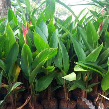 Tanaman Pisang Heliconia//Pisang Pisangan.