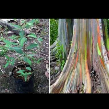 Tanaman Hias Rainbow ecalyptus Pelangi