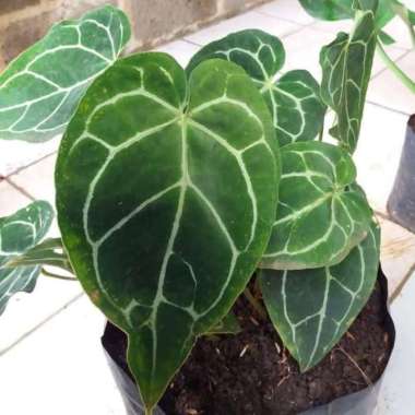 tanaman kuping gajah/ tanaman hias kuping gajah/anthurium crystallinum