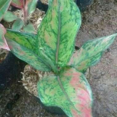 Aglaonema Heng Heng - Tanaman Hias Indoor Aglonema Heng-heng
