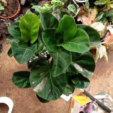 Tanaman Hias Ketapang Biola Daun Mini - Mini Fiddle Leaf