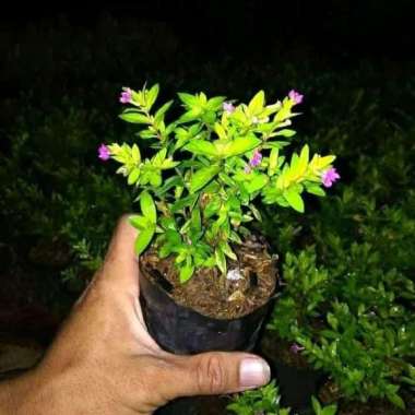 Bibit Tanaman Hias Taiwan Beauty Bunga Ungu