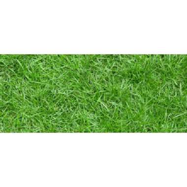 Benih Biji Rumput Jepang