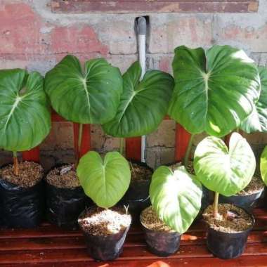 Jual tanaman hias philodendron pastazanum - Philodendron mcdowell _