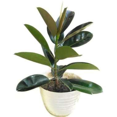 tanaman hias beringin karet kebo - pohon karet kebo