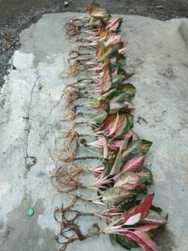 NEW aglaonema aglo aglonema red kochin