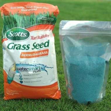 Benih Bibit Rumput Gajah Mini - Biji Rumput Gajah Mini