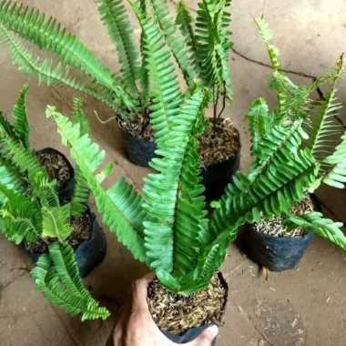 Tanaman Hias Pakis Hias / Pohon Pakis Kelabang Tanaman hias gantung