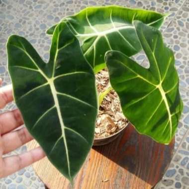 jual Tanaman Hias Keladi Neon / Keladi Neon Brazilia