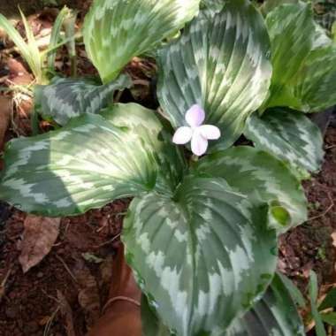 Tanaman Hias Calathea Kencur