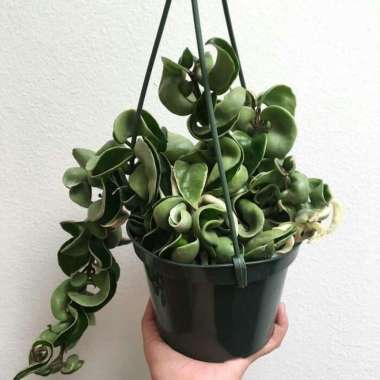 Tanaman Hias Gantung Hoya Compacta Curly - Hoya Carnosa