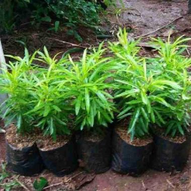 Tanaman Jodia Pengusir Nyamuk