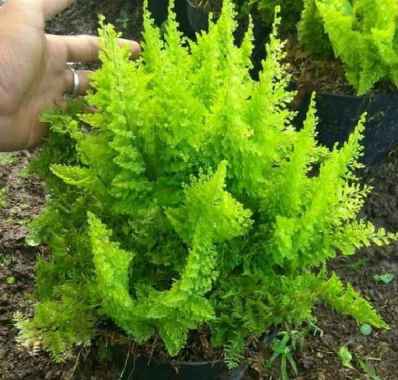 Menjual Produk Tanaman Hias Pakis Embun Bibit Pohon Daun Gantung Unik