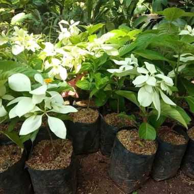 Tanaman Hias Nusa Indah Bunga Putih Pohon Nusa Indah