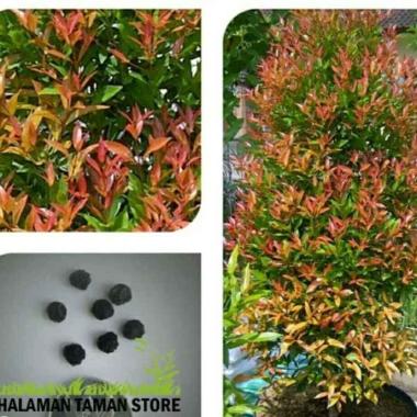 Biji Tanaman Hias Pucuk Merah