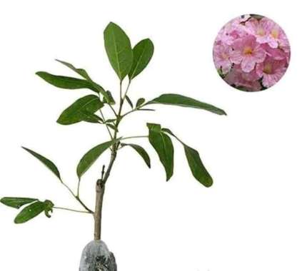 bibit tanaman hias tabebuya pink
