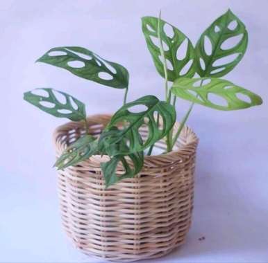 Tanaman Hias Daun Janda Bolong