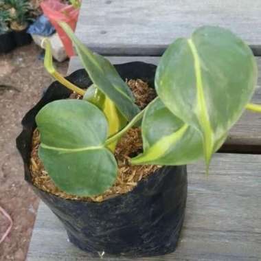 sirih brazil Tanaman Hias Gantung Sirih Gading Brazil