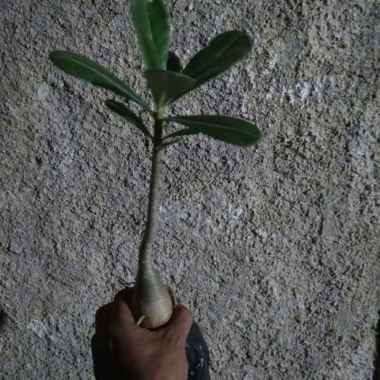 Tanaman hias adenium | Kamboja jepang | Tanaman bunga | kamboja