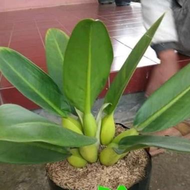 tanaman hias Philo eceng - philodendron eceng - philo katak