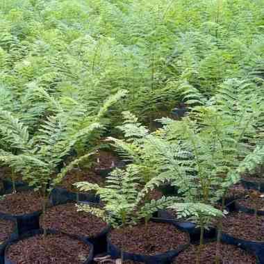 Bibit Tanaman Hias Jacaranda tanaman pelindung berbunga