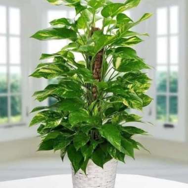 Turus penyangga tanaman rambat | turus tanaman | turus