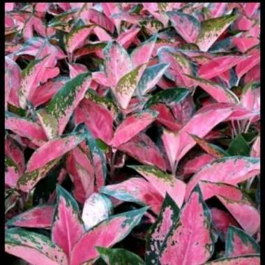 tanaman hias aglonema krocin/bunga aglonema kocin