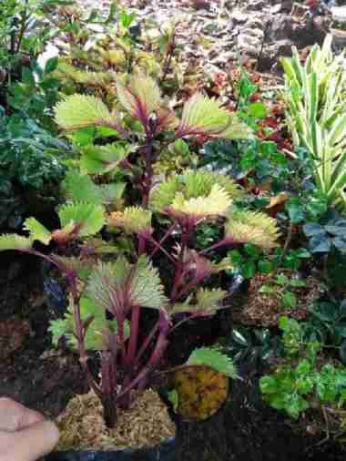 tanaman hias miyana twister