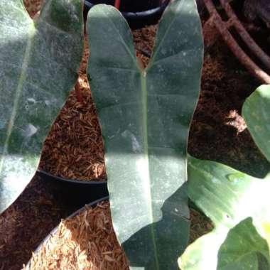 Tanaman Philodendron Kabel Busi Atabapoense
