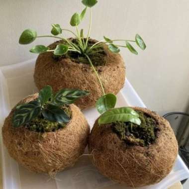 pot bunga unik sabut kelapa premium kokedama besar
