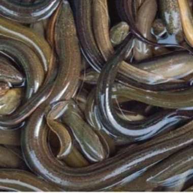 Belut segar 250gram