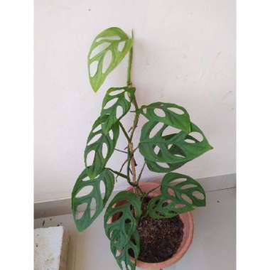 Promo berdaun 11 tanaman hias janda Bolong berdaun 11 monstera janda bolong