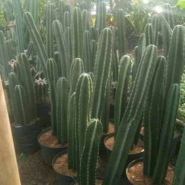 Tanaman kaktus koboi - kaktus belimbing