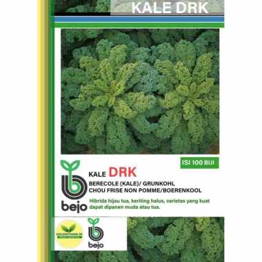 Benih KALE Darkibor Bejo seed - Import