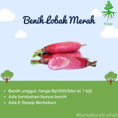 BENIH LOBAK MERAH, BIJI LOBAK MERAH, BENIH LOBAK, BIJI LOBAK