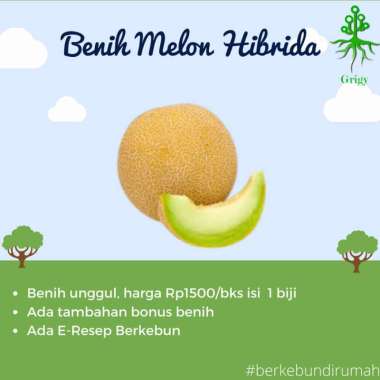 BIJI, BENIH,BENIH MELON HIBRIDA, BIJI MELON HIBRIDA, BENIH MELON HIJAU