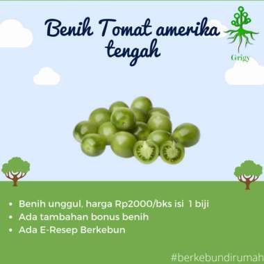 BENIH TOMAT MEKSIKO, BIBIT TOMAT MEKSIKO, BIJI TOMAT MEKSIKO