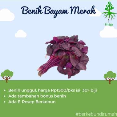 BIBIT, BENIH, BIJI BAYAM MERAH