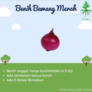 BIBIT, BENIH, BIJI BAWANG MERAH