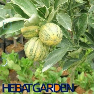 Bibit Pohon Jeruk Sunkist Varigata Tinggi 60 cm Up - Hebat Store