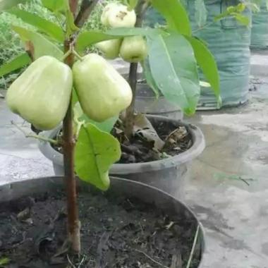 Azzahra berkah bibitku Jambu Air Madu Deli Bibit Tanaman Indonesia