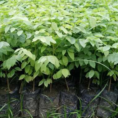 Bibit Buah Cermai Manis Bibit Buah Cerme